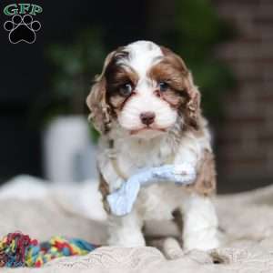 Emmett, Cockapoo Puppy